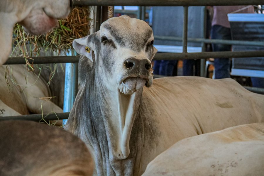 Feira Pró-Genética oferece animais de alta linhagem para produtores na Rondônia Rural Show Internacional