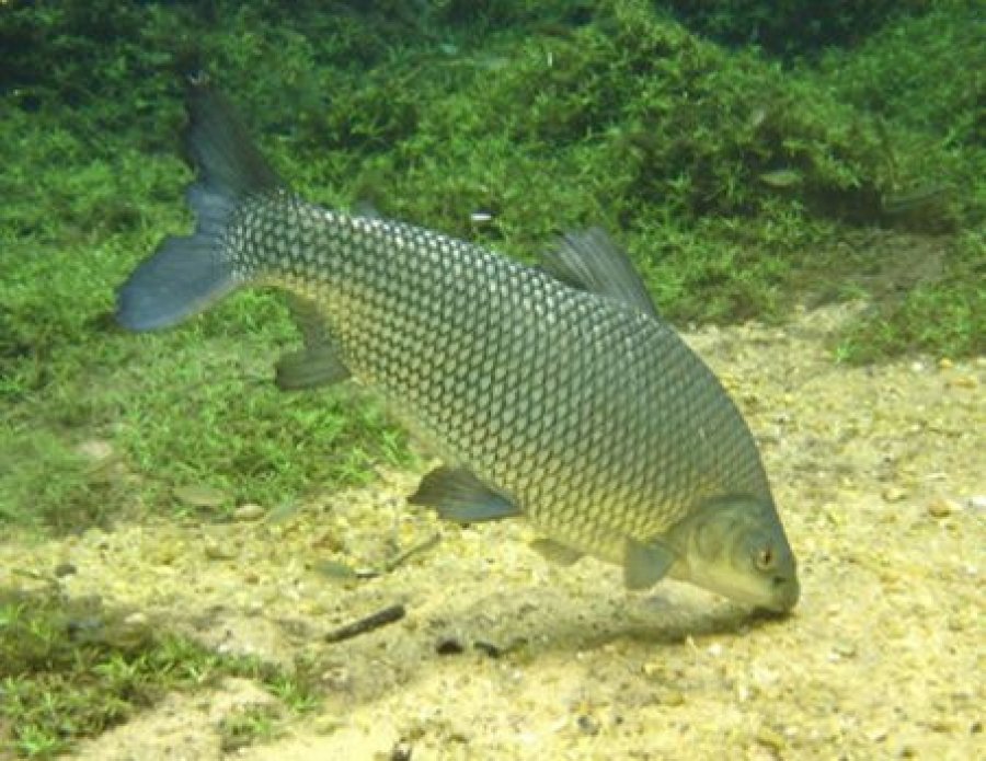 Peixes amazônicos são atrativos incorporados ao paisagismo da 8ª Rondônia Rural Show em Ji-Paraná