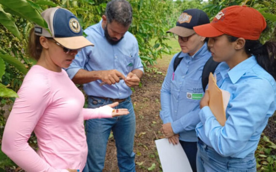 Capacitação técnica reforça o incentivo à produção de café com sustentabilidade em Rondônia