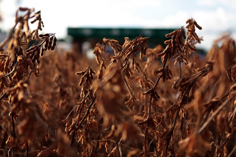 Produtores de Porto Velho iniciam colheita de soja com expectativa acima de 37 mil toneladas