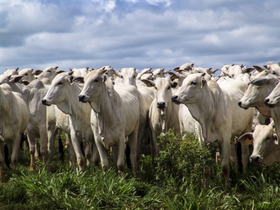 Mais de 70% dos pecuaristas já declaram rebanhos à Idaron; quem não declarou, tem apenas 10 dias para se regularizar