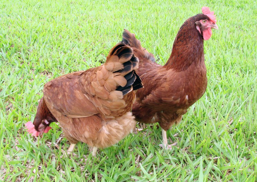 Embrapa atualiza guia de manejo da galinha poedeira 051