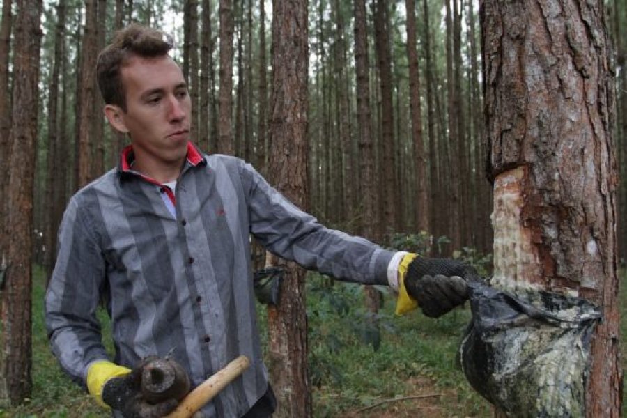 Goma-resina de pinus atrai trabalhador a Rondônia