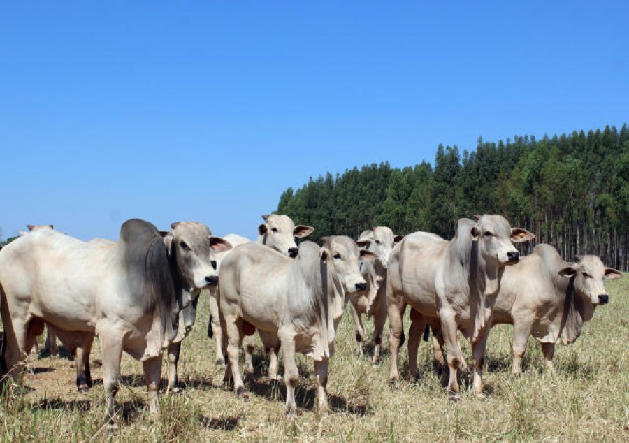 BOI/CEPEA: Setor pecuário nacional investe, e abate cresce em 2022
