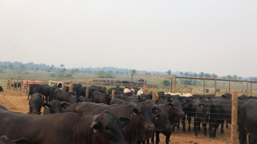 Carne premium pode aumentar em até 4 vezes o lucro da propriedade.